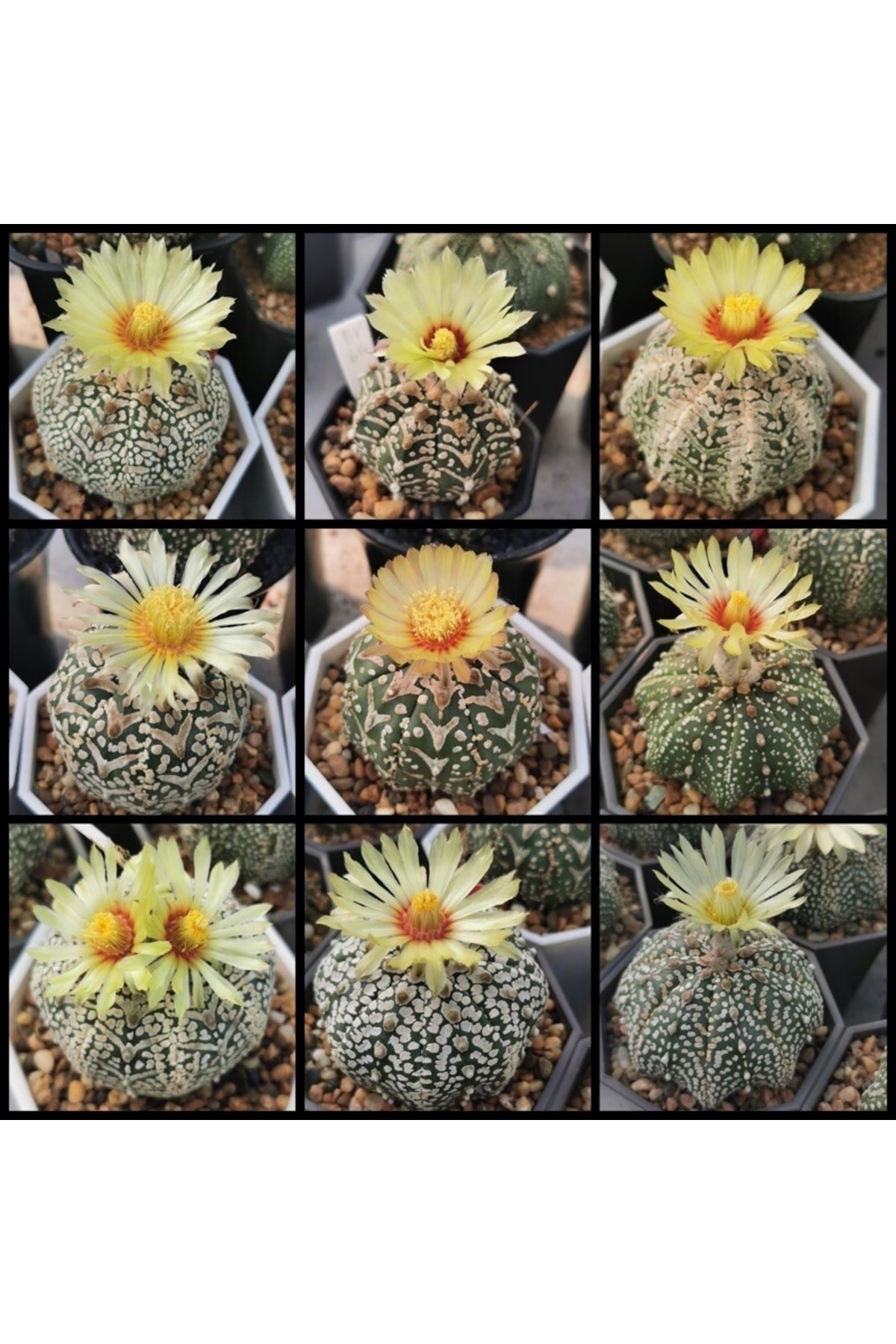 EMİN KAKTÜS Astrophytum Mix Tohumları 100 Adet + 5 Adet 8 Cm Saksı + 2.5 Litre Çimlendirme Torfu